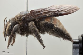 Media type: image;   Entomology 816424 Aspect: habitus lateral view